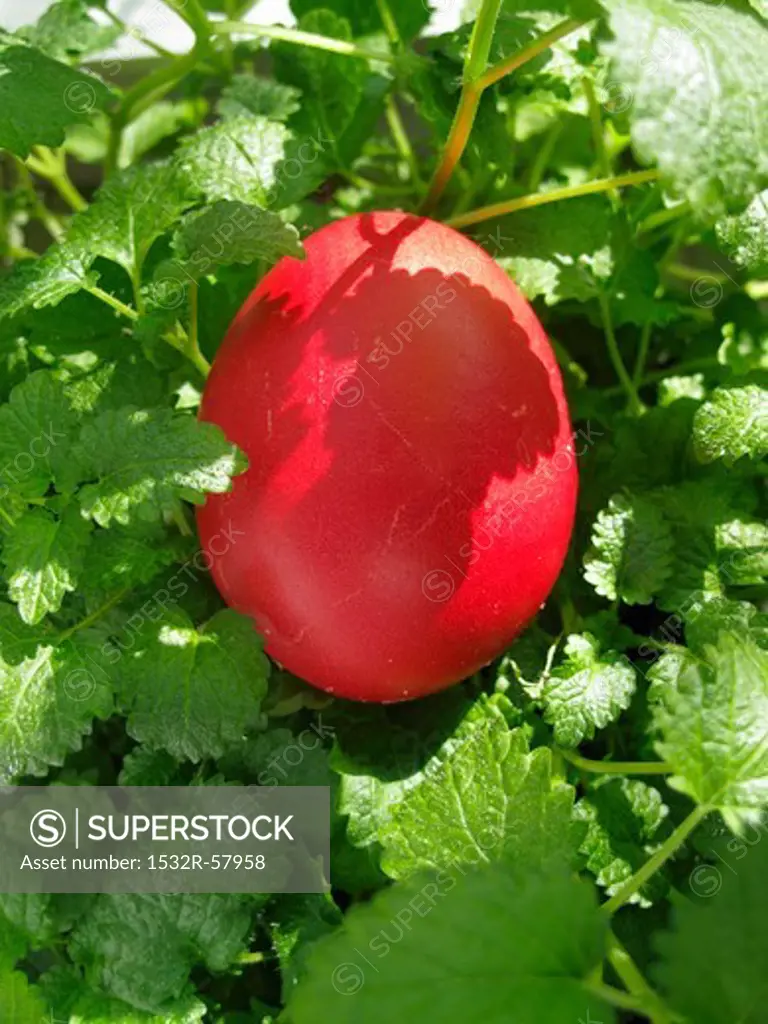 Red Easter egg among lemon balm leaves