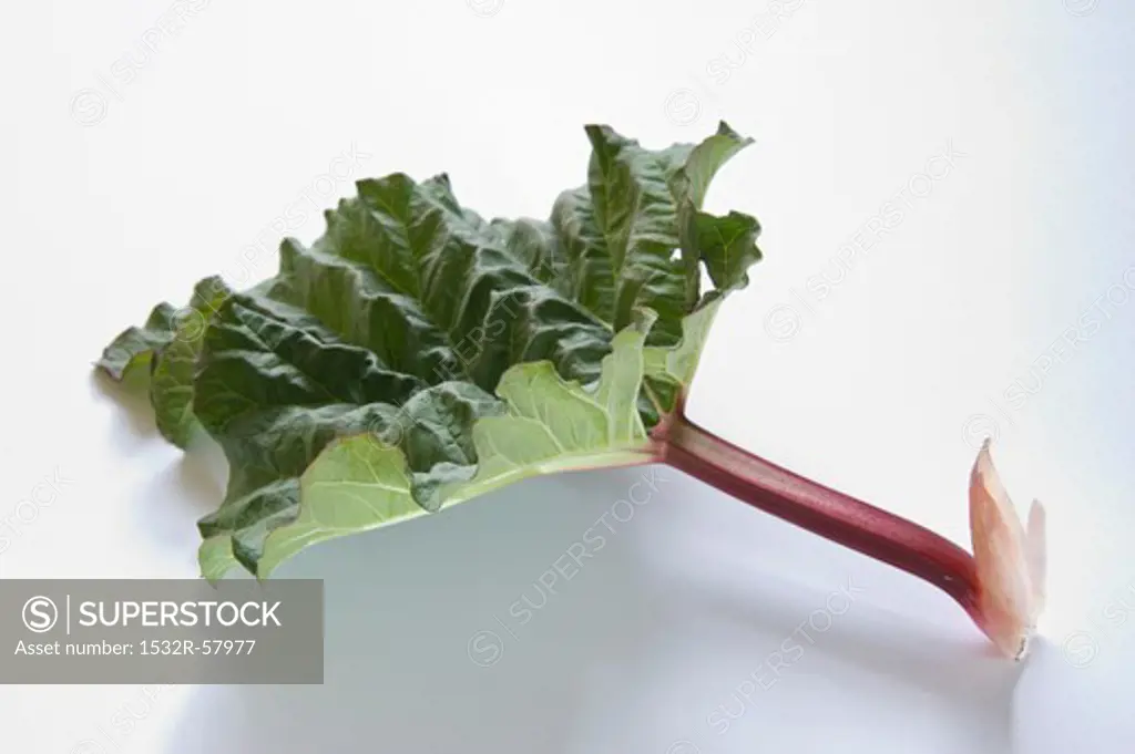 Stick of rhubarb with leaf