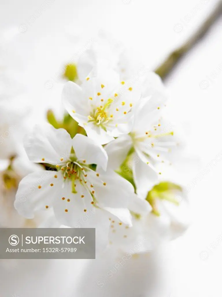Cherry blossom branch (close-up)