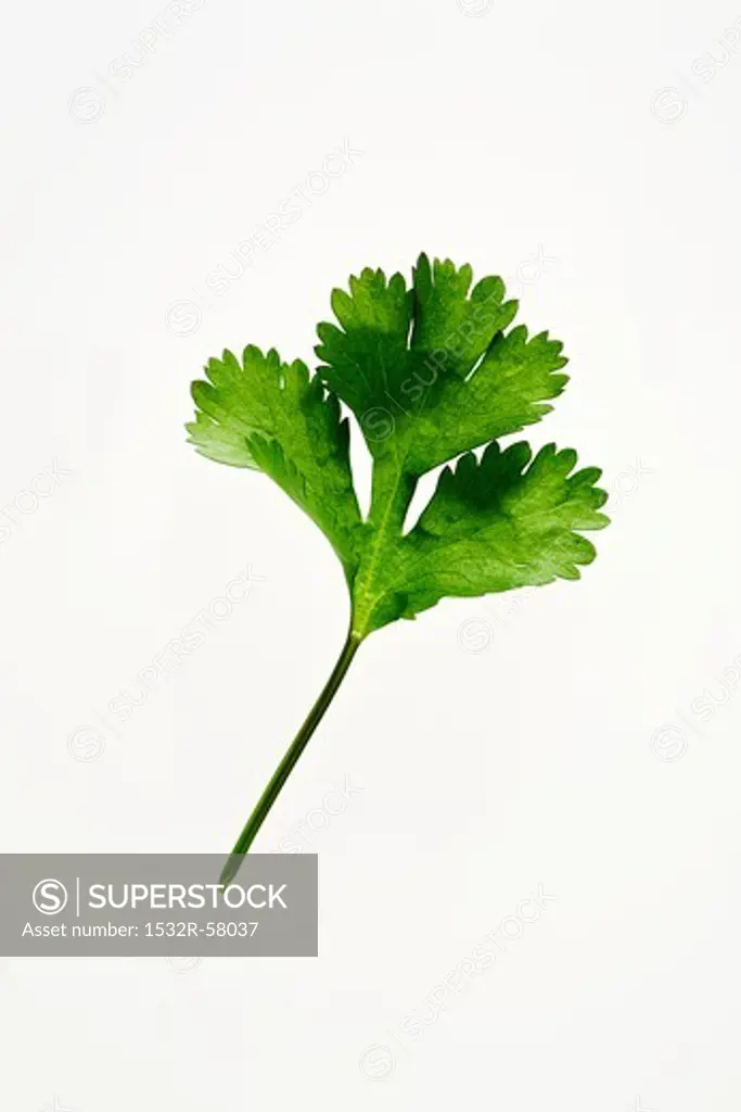 A coriander leaf