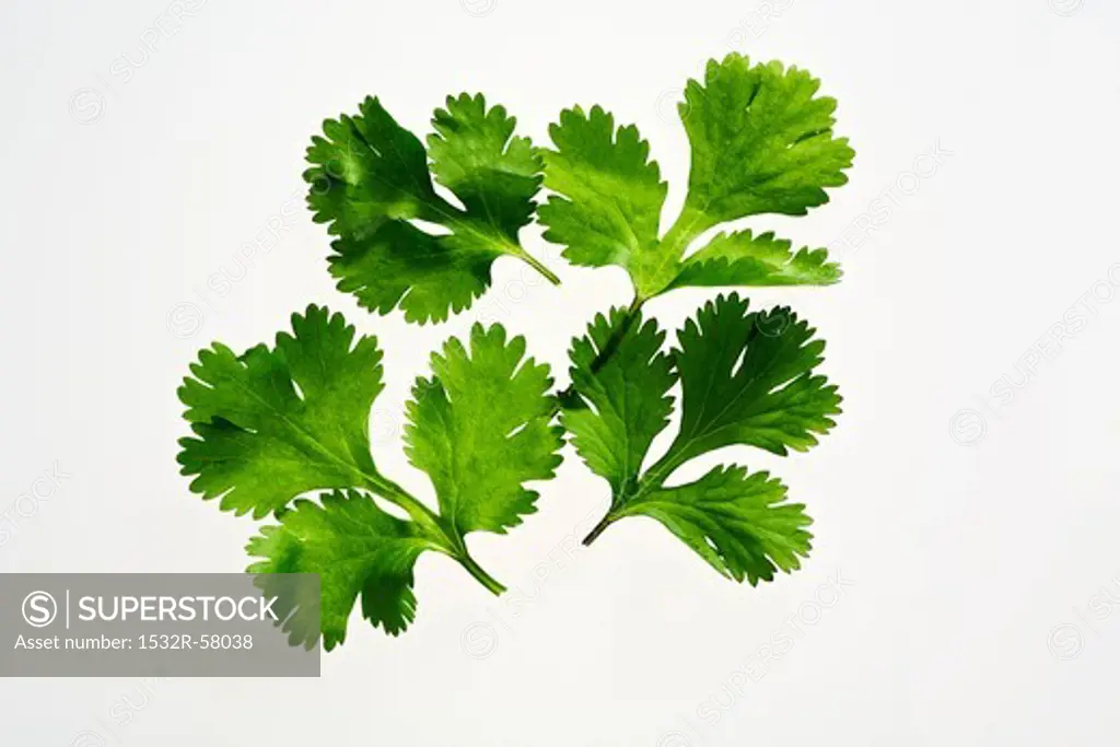 Several coriander leaves