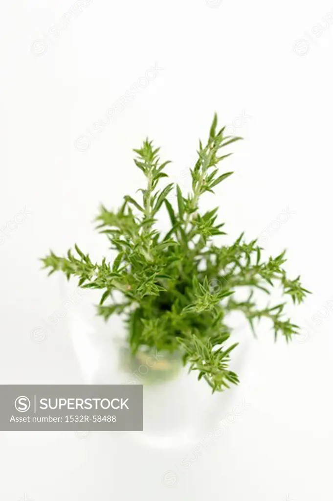 Fresh thyme sprigs in a glass of water