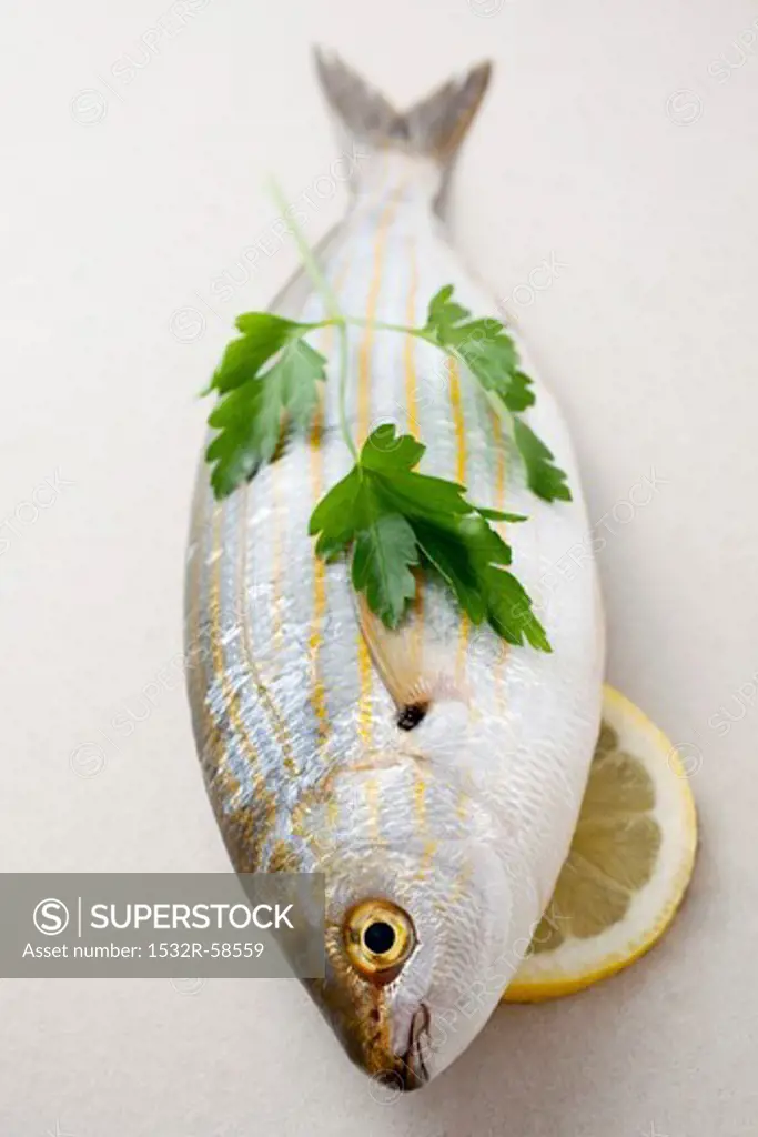 Fresh sarpa salpa with parsley and lemon