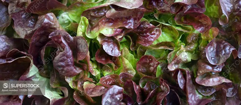Batavia lettuce (macro zoom)