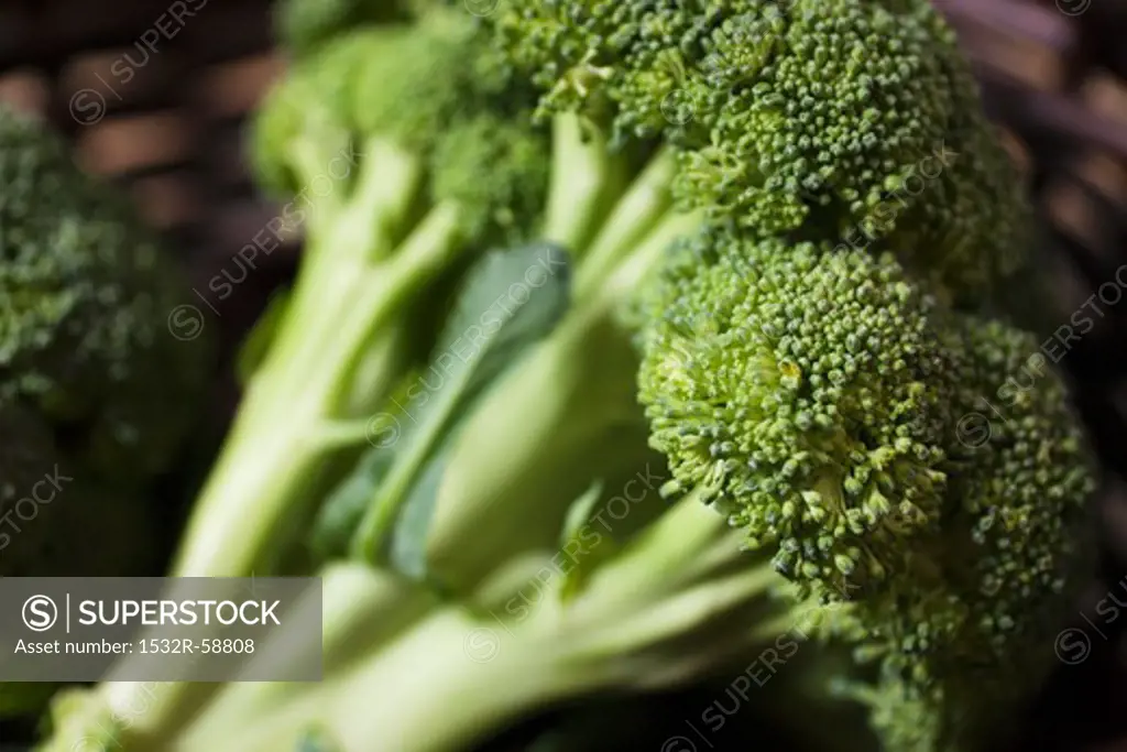 Fresh Broccoli; Close Up
