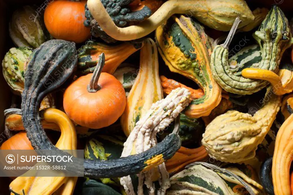 Various Gourds From Farmer's Market in New Jersey