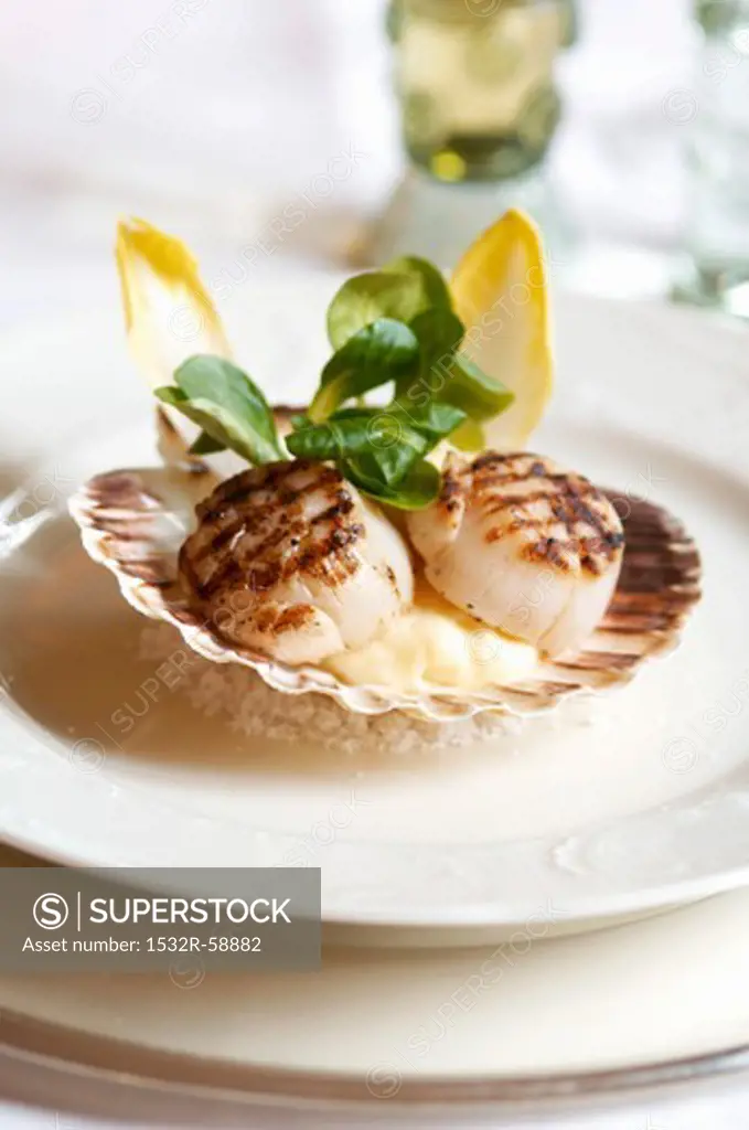 Grilled scallops served in their shells