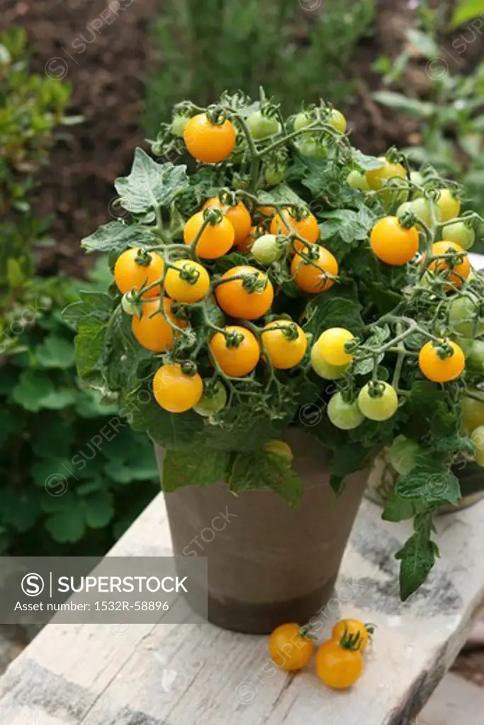 Yellow vine tomatoes in a pot in a garden