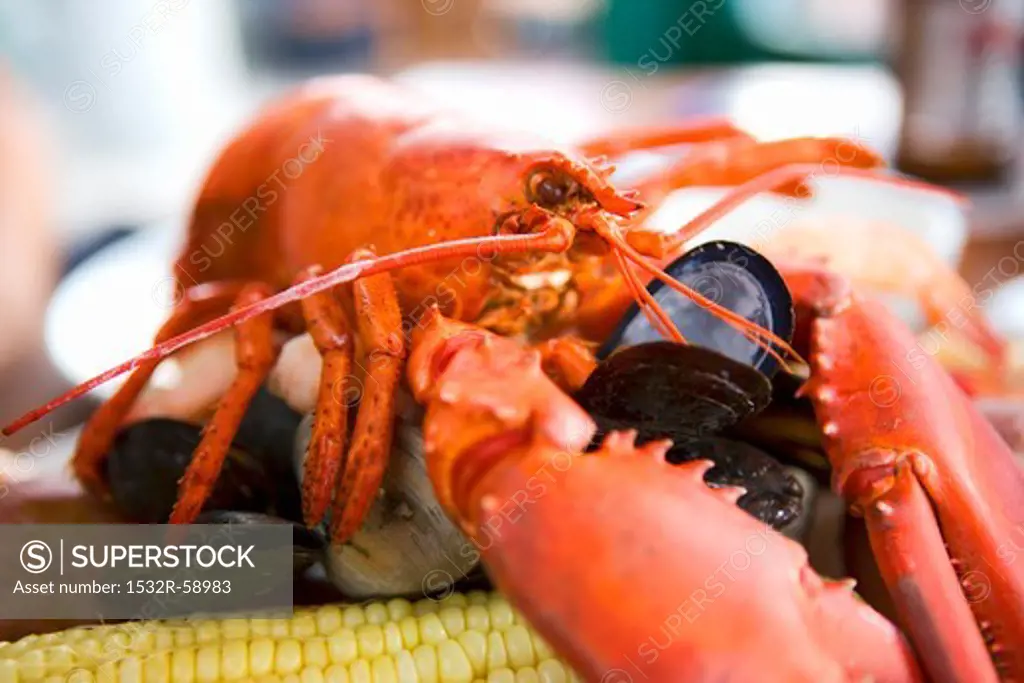 Steamed Whole Lobster with Clams, Mussels and Corn on the Cob
