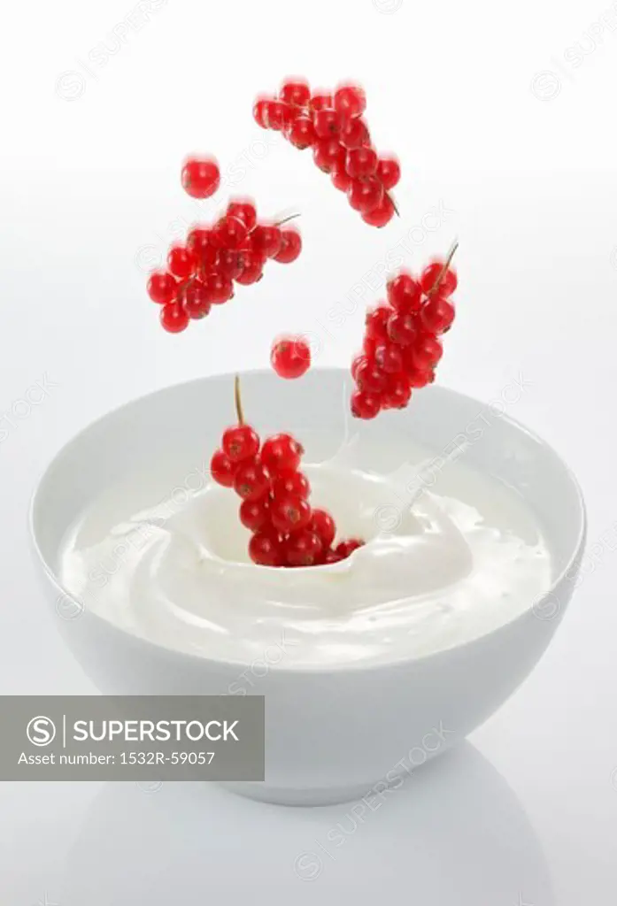 Redcurrants falling into a bowl of yogurt