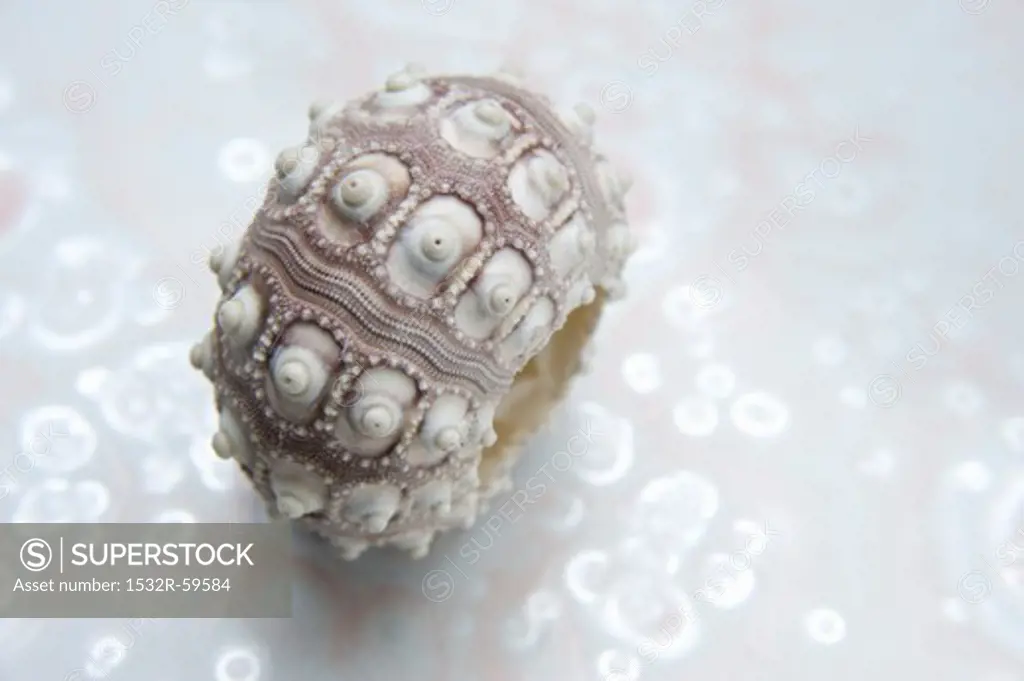 A sea urchin shell