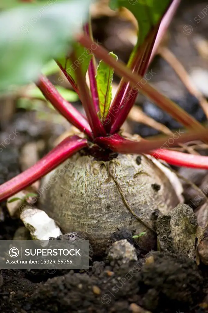 Beetroot in a vegetable patch