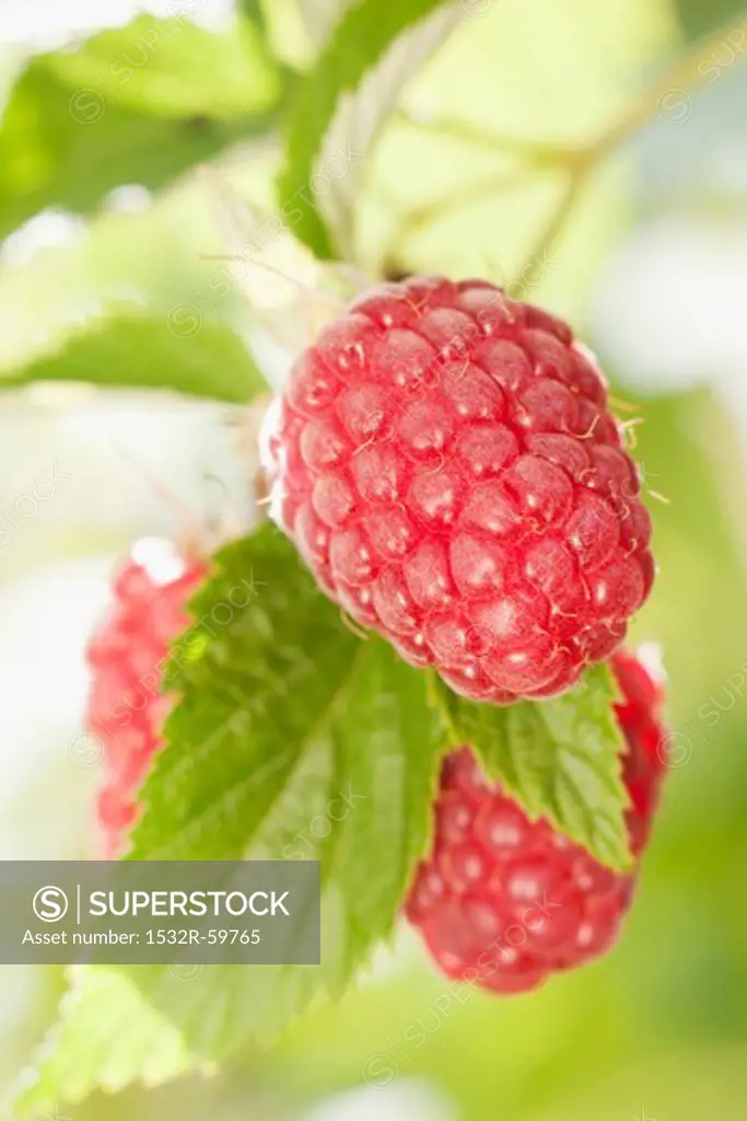Raspberries on the bush (close-up)