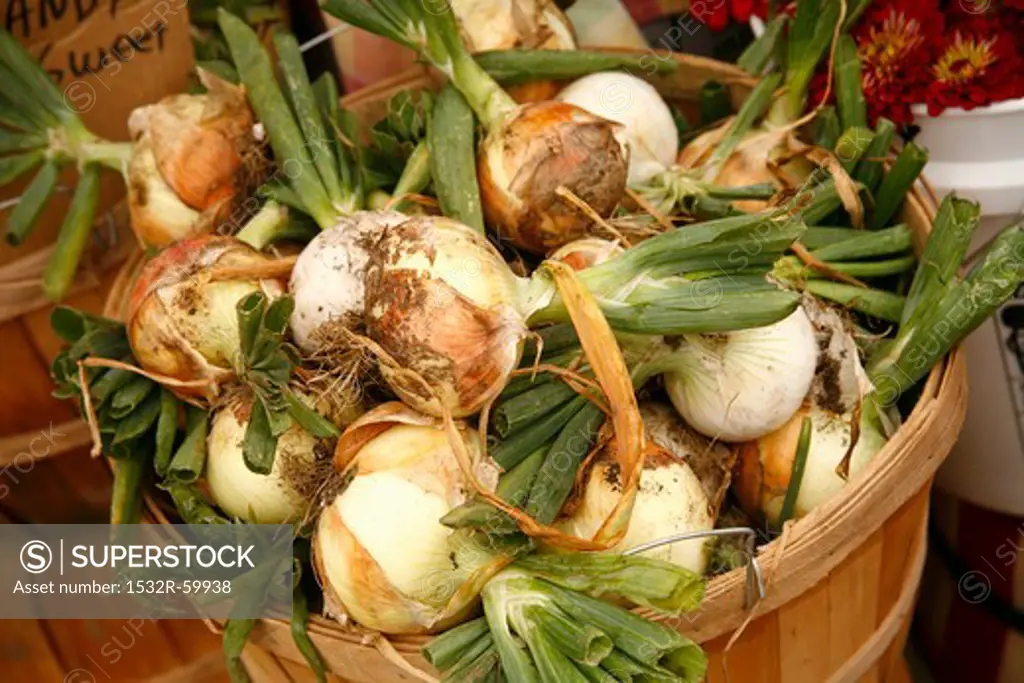 Organic Sugar Onions in Wooden Basket at Farmer's Market