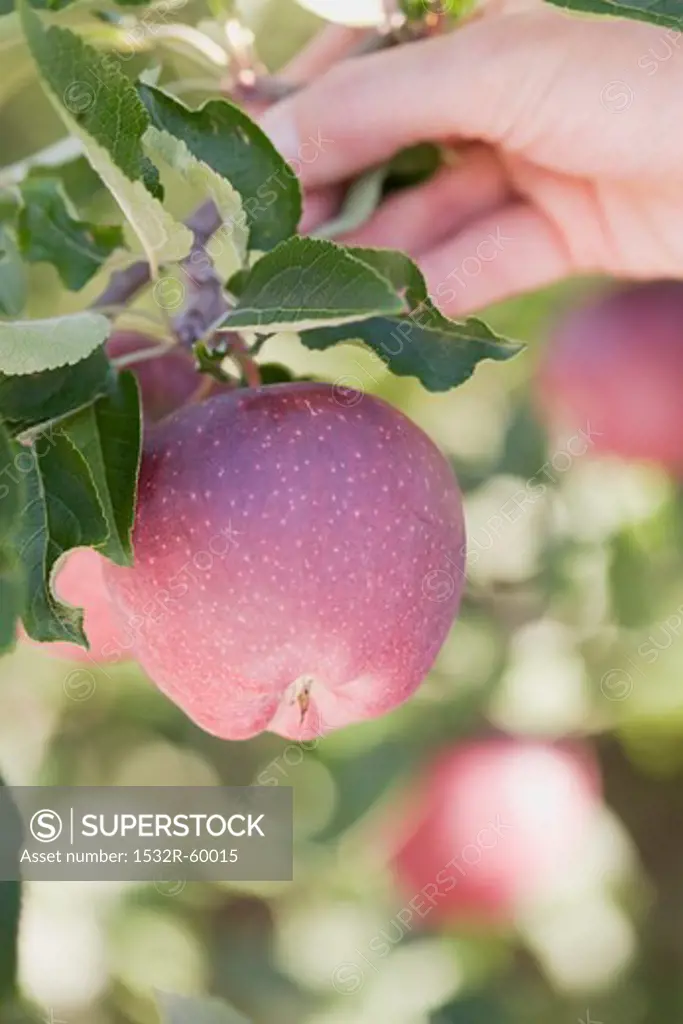 A hand holding a branch with apples