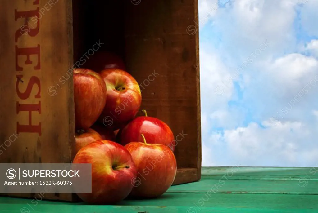Farm Fresh Apples Spilling from a Crate