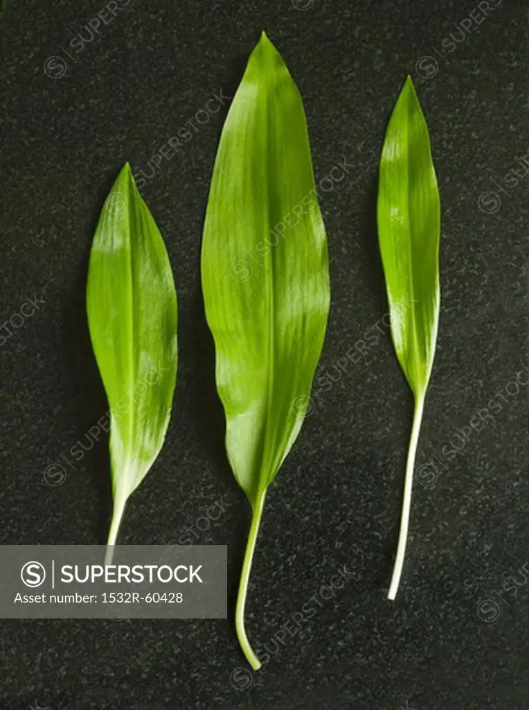 Three fresh ramsons (wild garlic) leaves