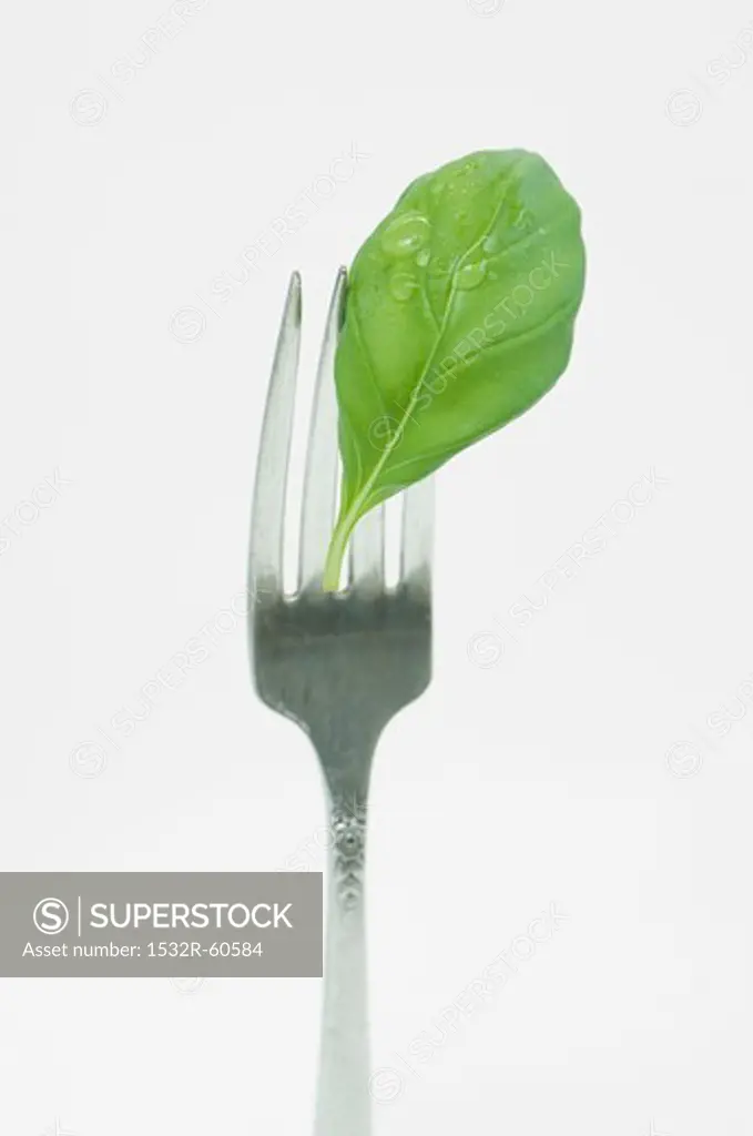Basil leaf with a water drop on a fork