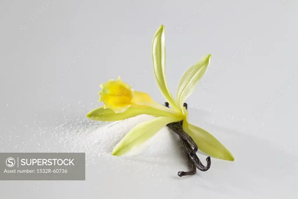 Vanilla blossom, vanilla pod and vanilla sugar