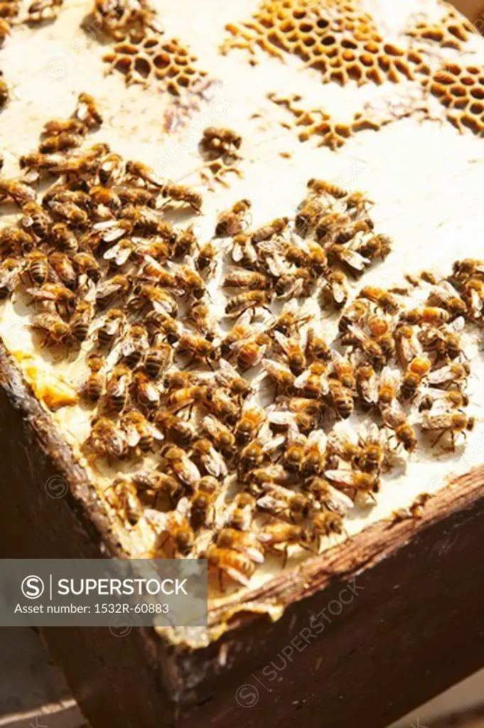 Bees on Hive Cover