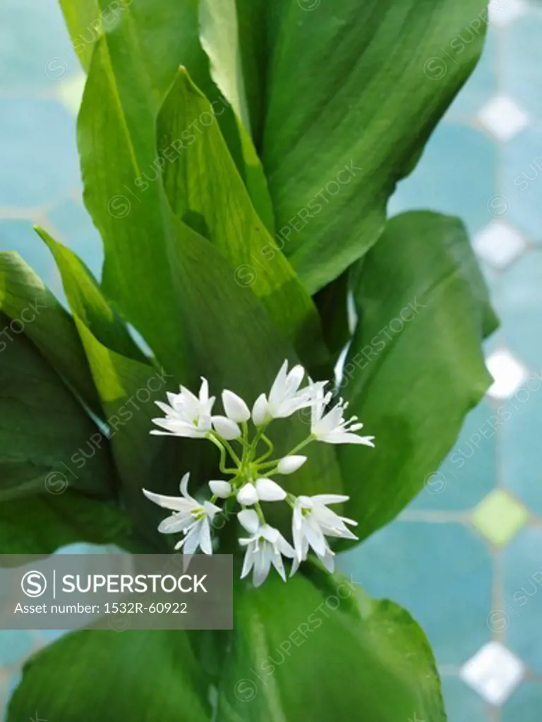 Ramsons with flowers