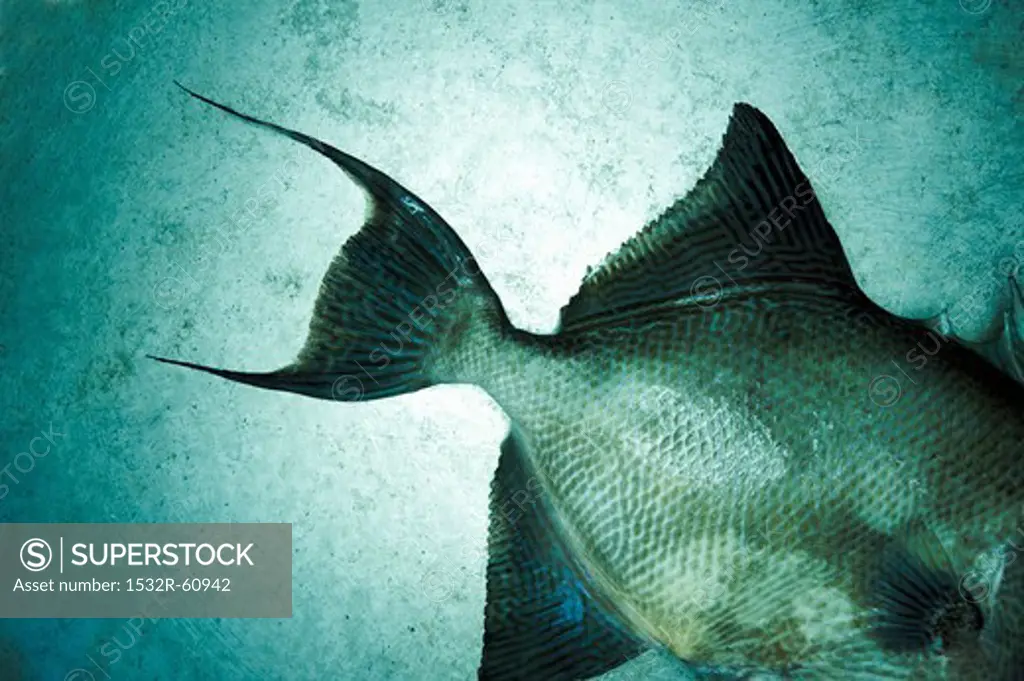 Whole Triggerfish from the Gulf of Mexico