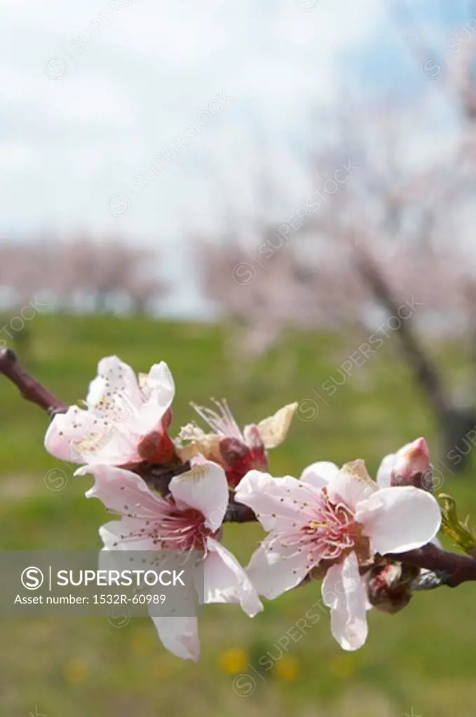 Close Up of a Blossoming Peach Tree Branch