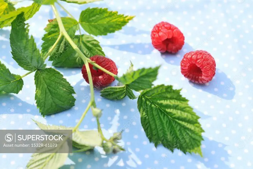 Three raspberries with a sprig and leaves