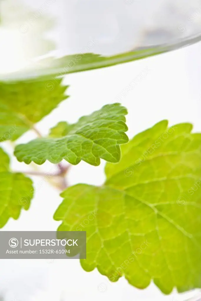 Lemon balm in a glass of water (close-up)