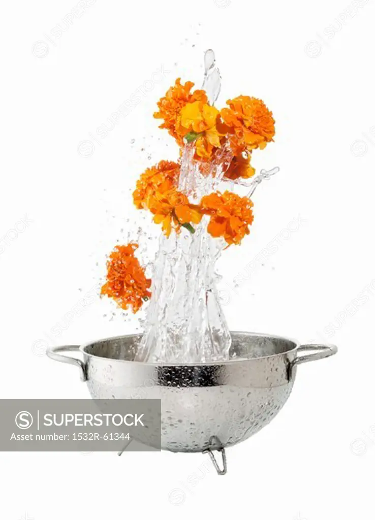 Marigolds being washed in a colander