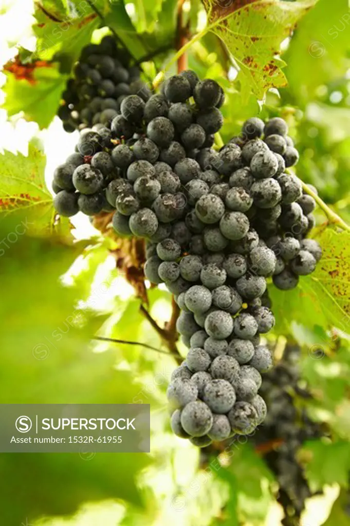 Chambourcin Grapes on Vine; Frown in Missouri