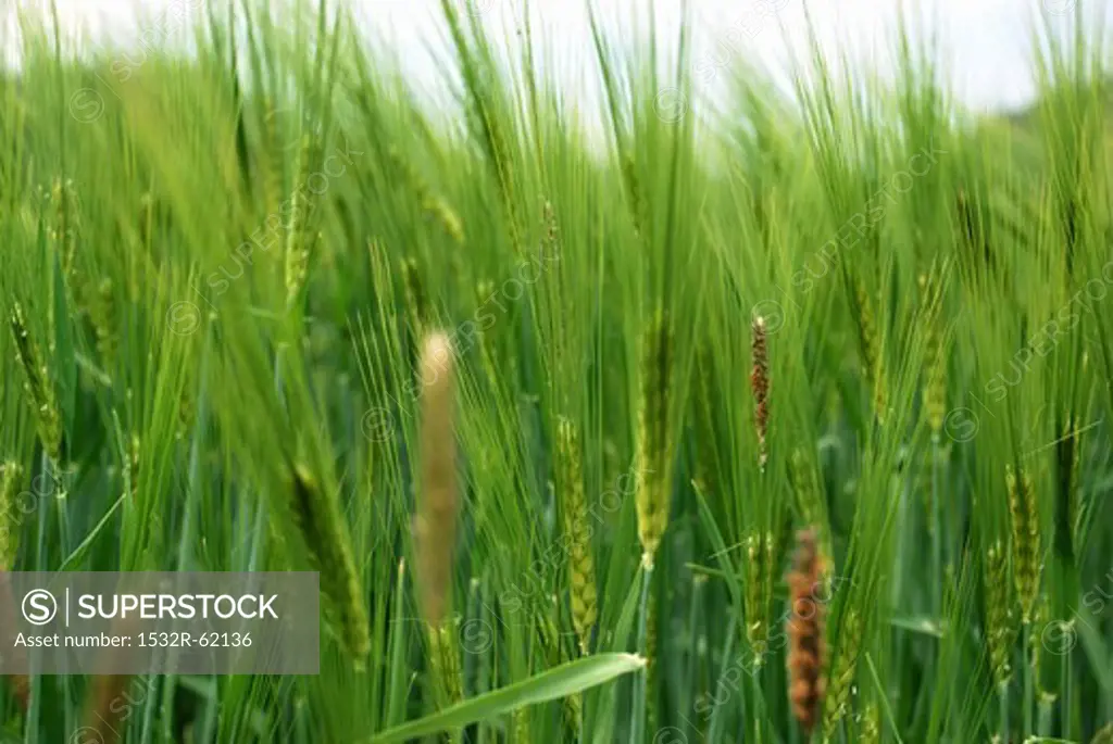 A barley field (close-up)