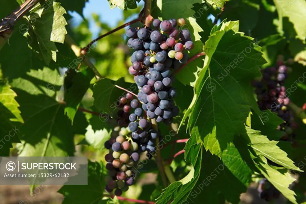 Organic Table Grapes on the Vine