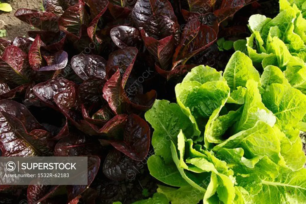 Organic Red and Green Lettuces Growing in the Garden