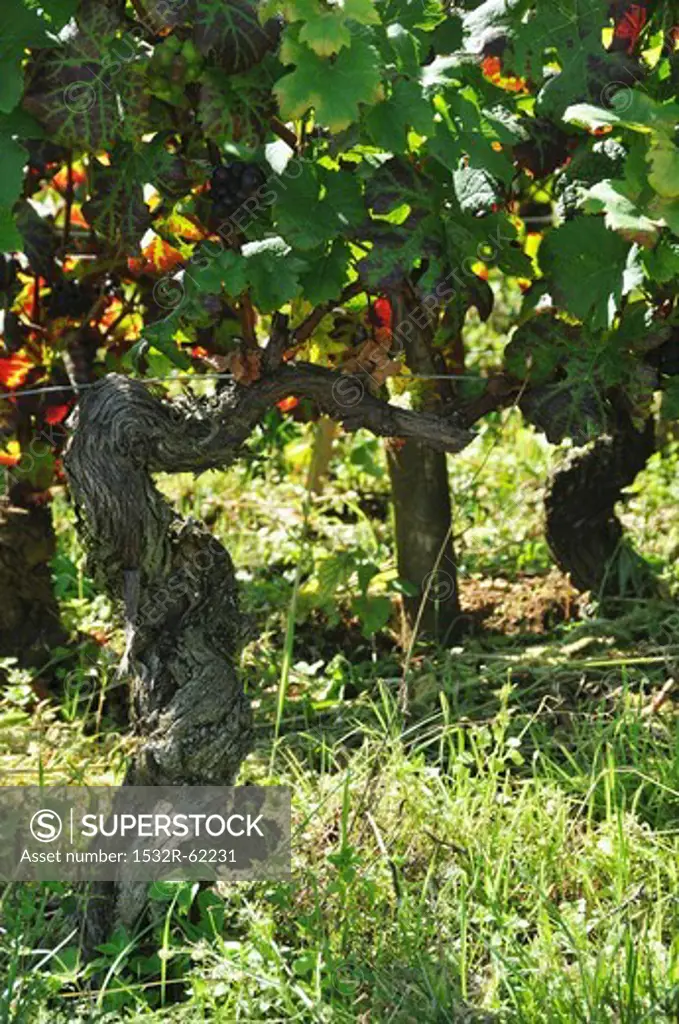 A vine of pinot noir grapes