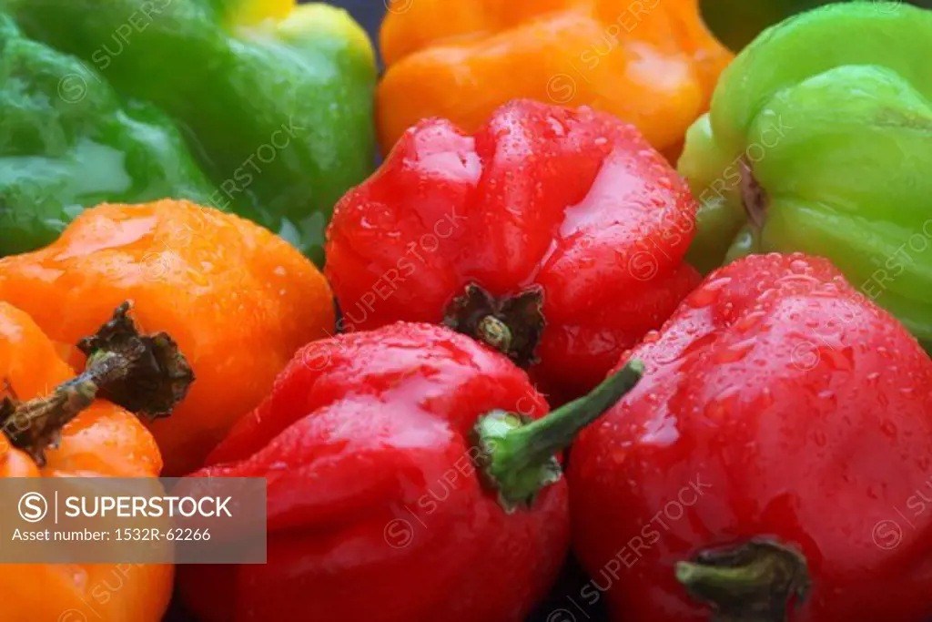 Colourful Scotch Bonnet chilli peppers