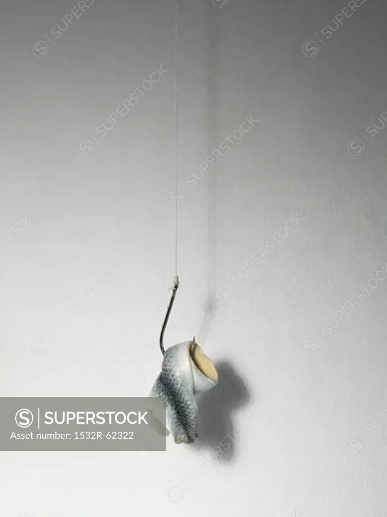 A herring on a hook
