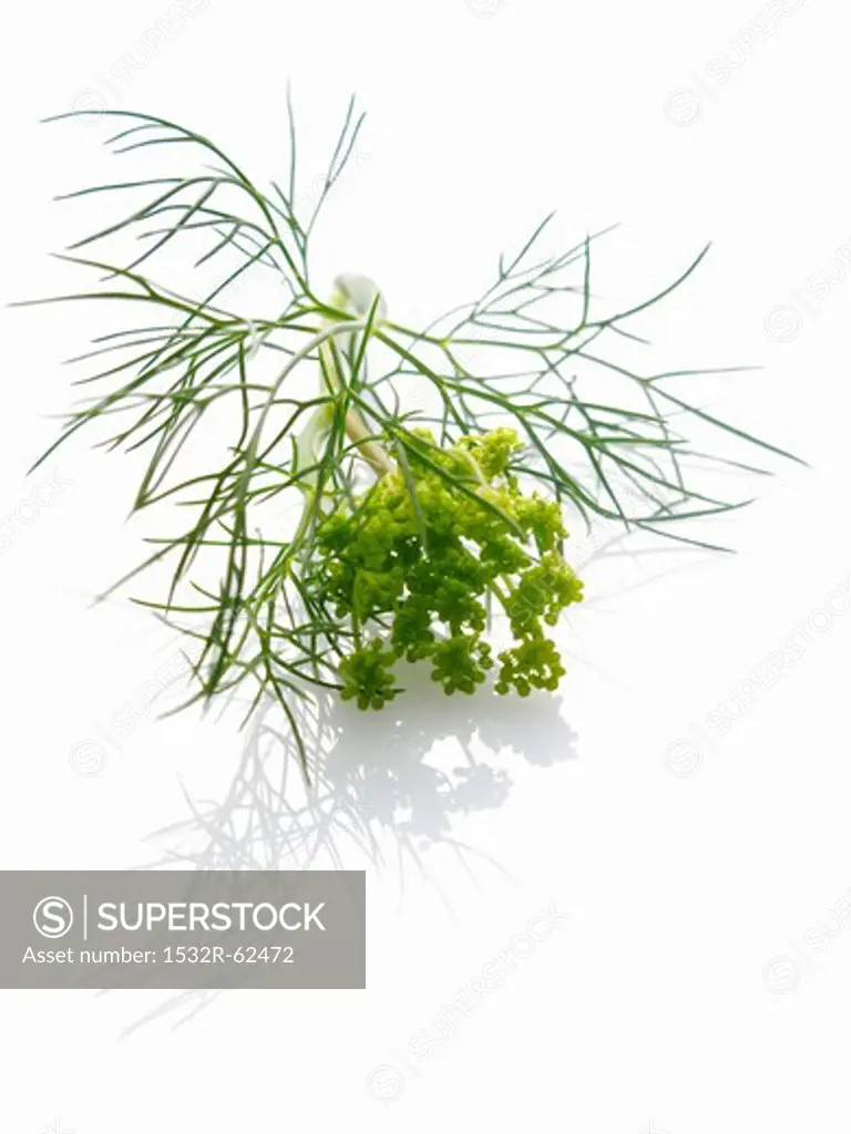 Dill and dill flowers