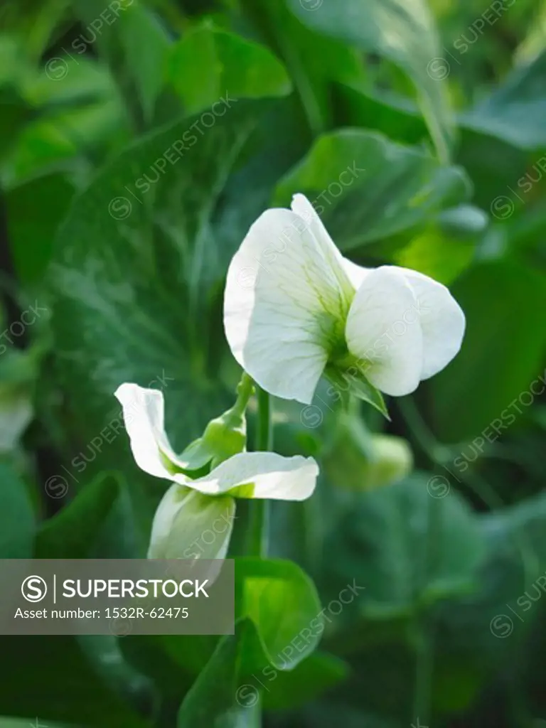 A pea flower