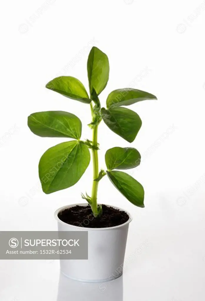 A broad bean plant growing in a flower pot
