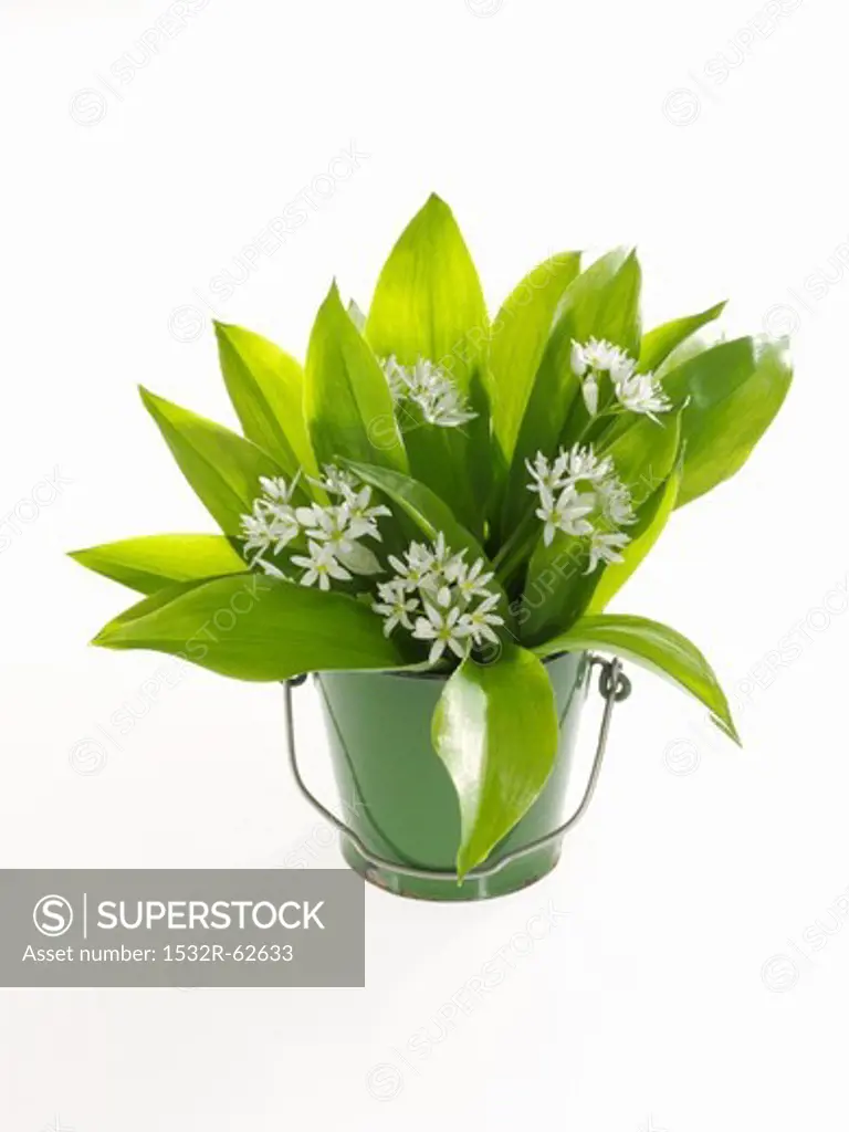 A bunch of ramsons in a bucket