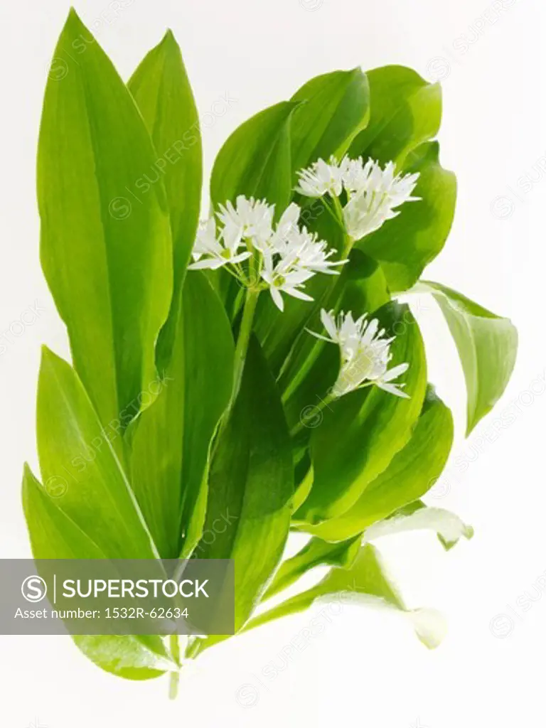 Ramsons (wild garlic) with flowers