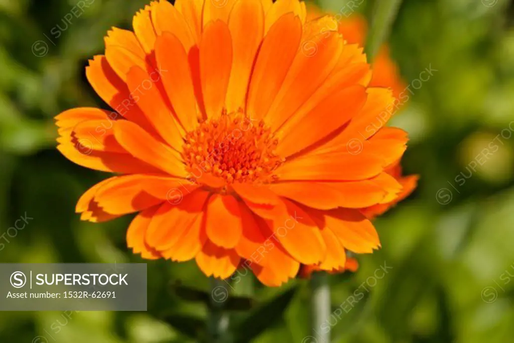 A marigold (Calendula Officinalis)