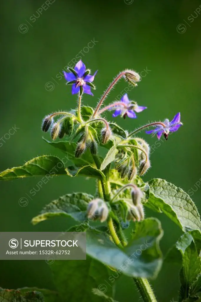 Flowering borage