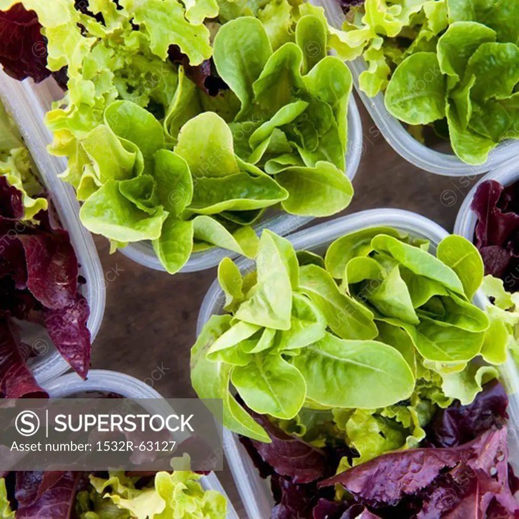 Small Plastic Containers of Baby Lettuce Including Butter Lettuce, Green Leaf Lettuce and Red Leaf Lettuce