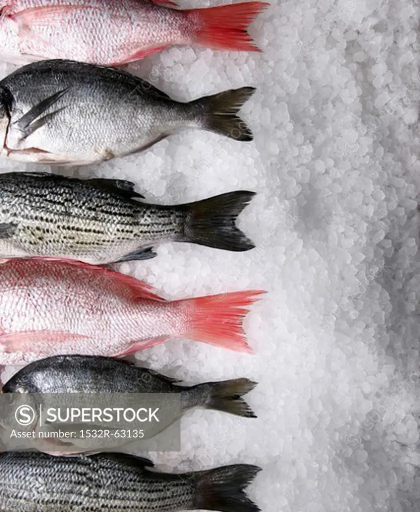 Assorted Whole Fresh Fish on Ice