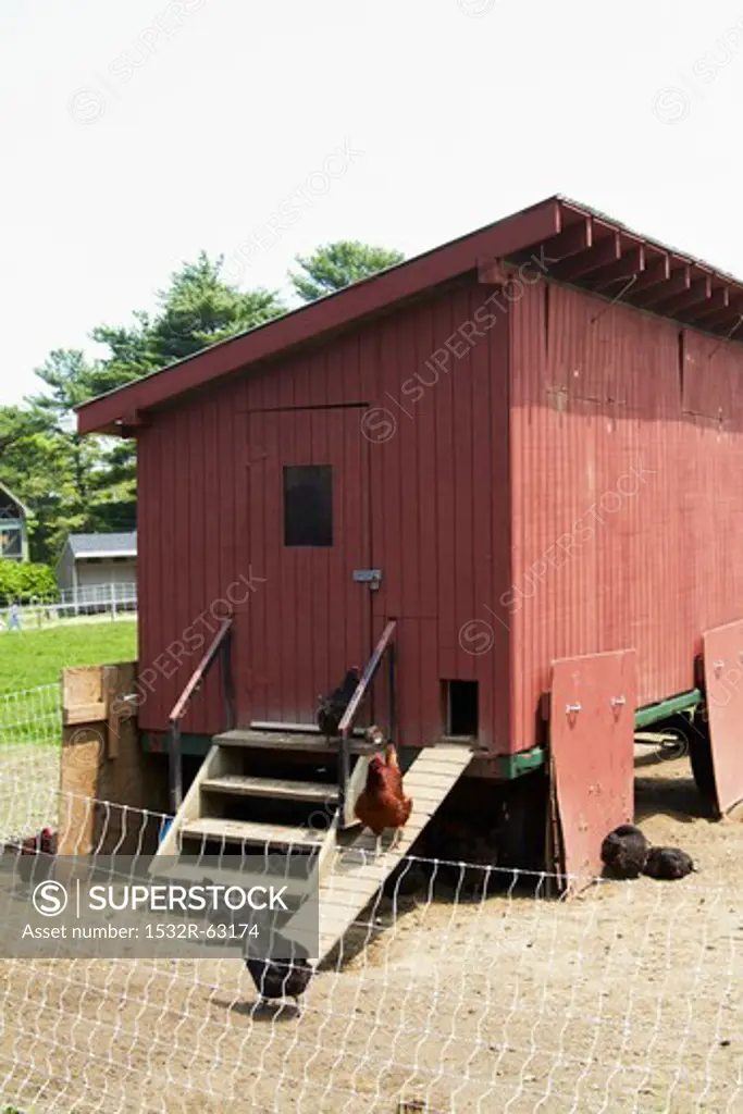 Chickens in Chicken Coop on a Farm