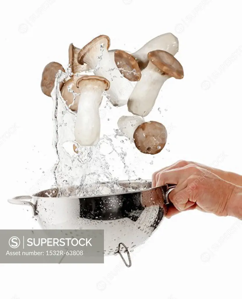 King trumpet mushrooms being washed in a sieve