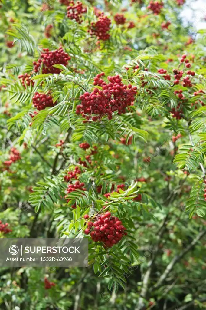 Rowan berries on the tree