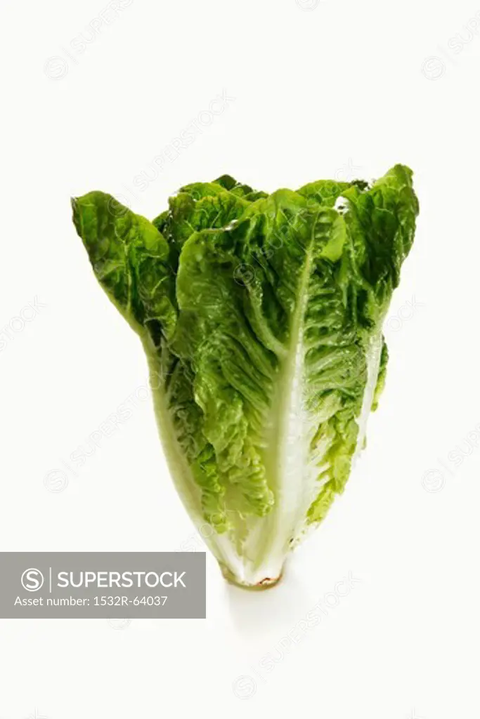 A mini cos lettuce